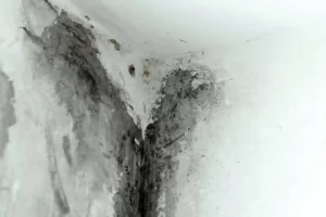 What are Black Mould causes?