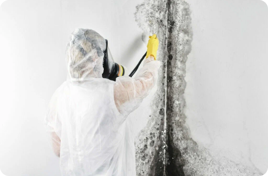 Commercial Mould Removal Services​