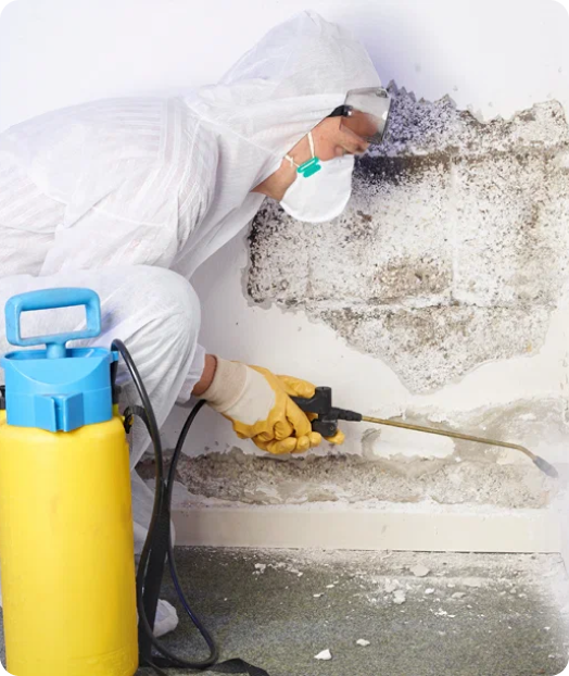 Mould Removal Services​