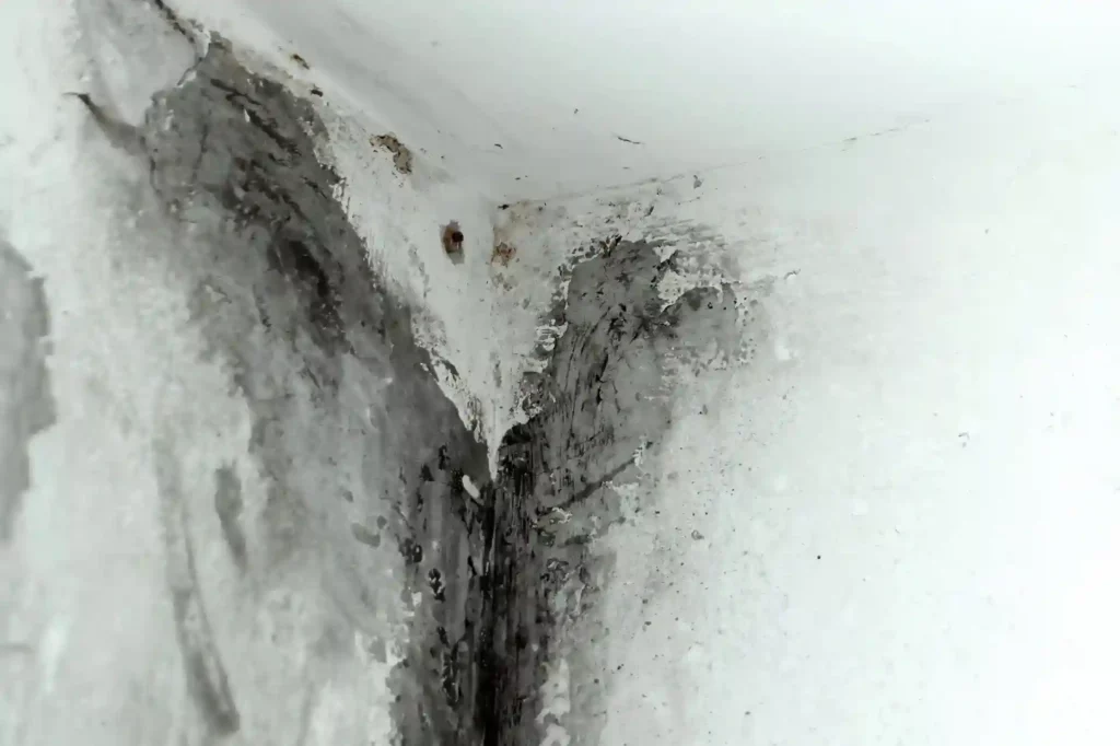 why does mould grow on walls