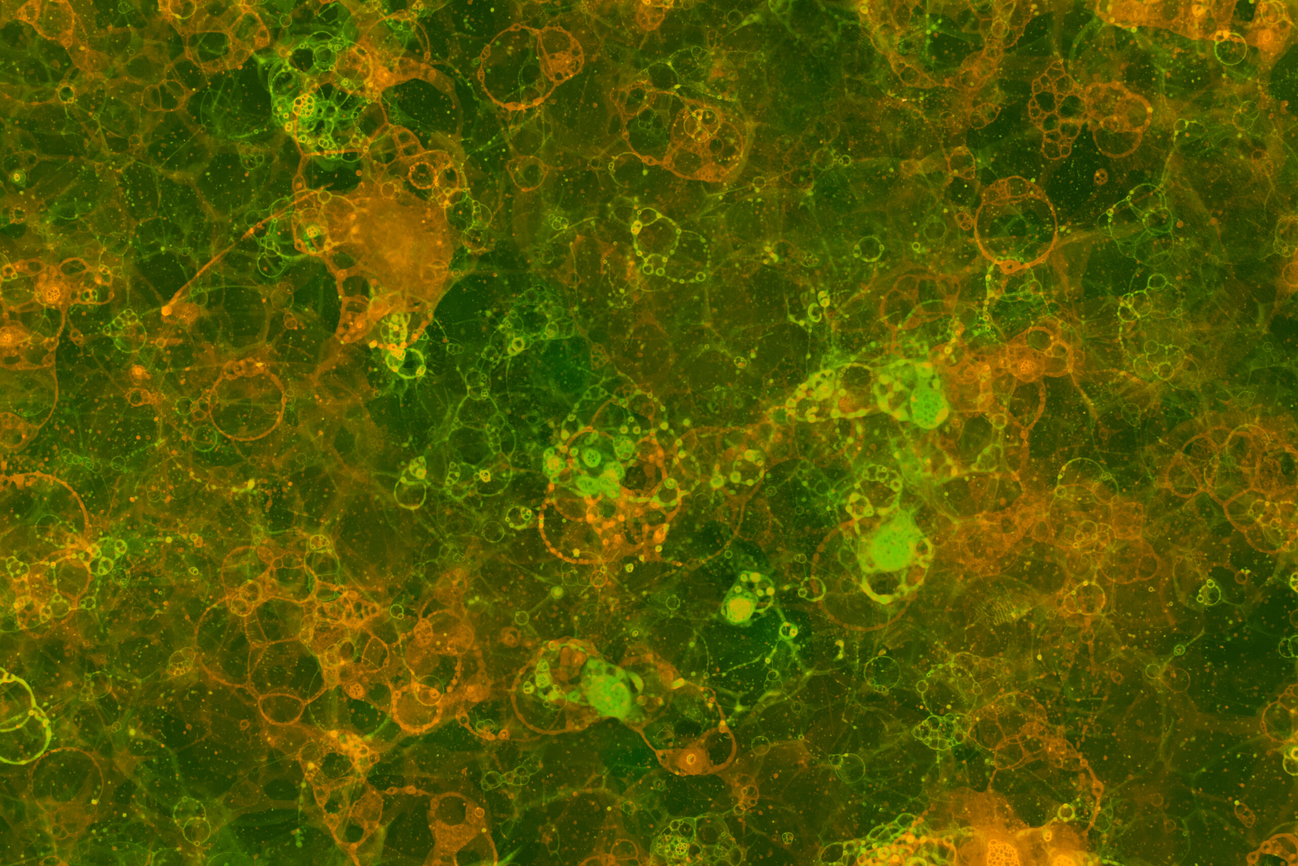 green mould on walls