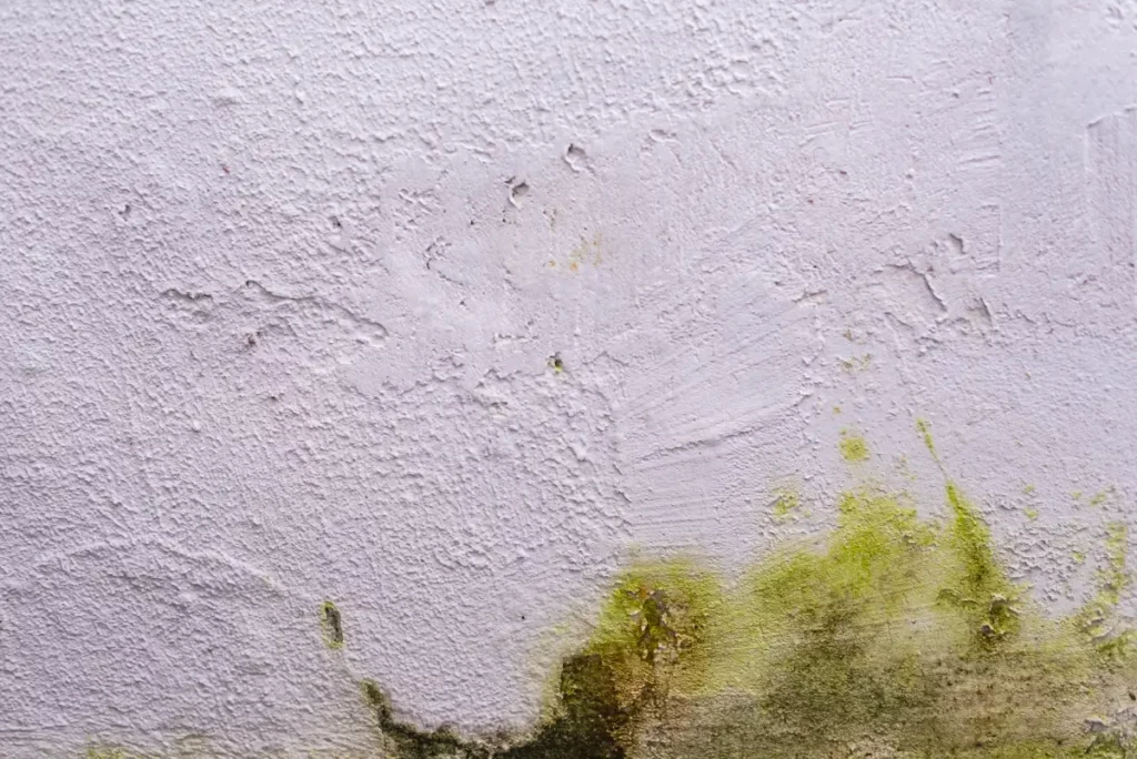 What Causes Green Mould on Walls?