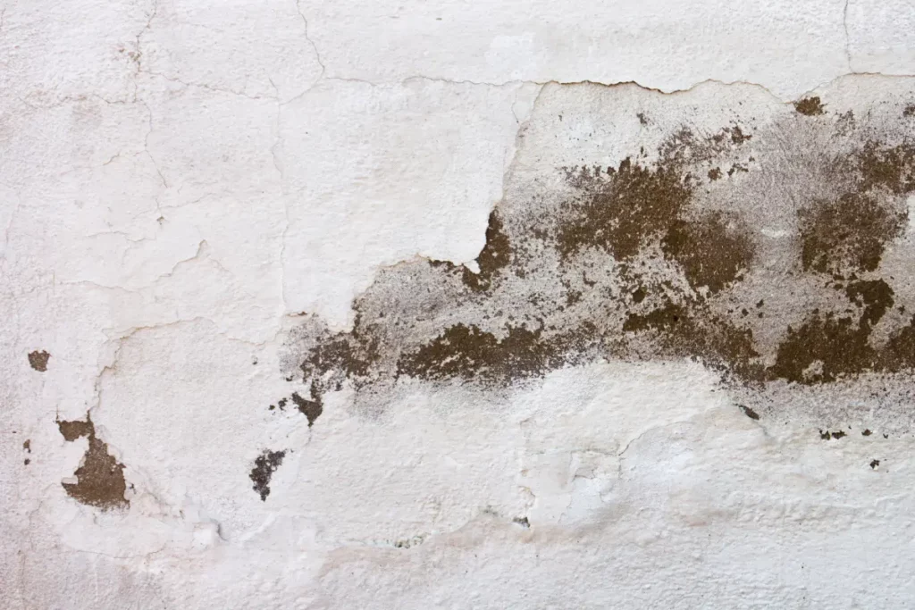 Mould Mites UK
