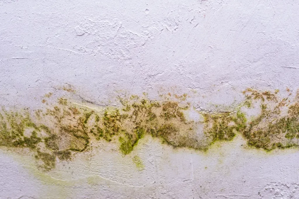 Green Mould on Skirting Boards