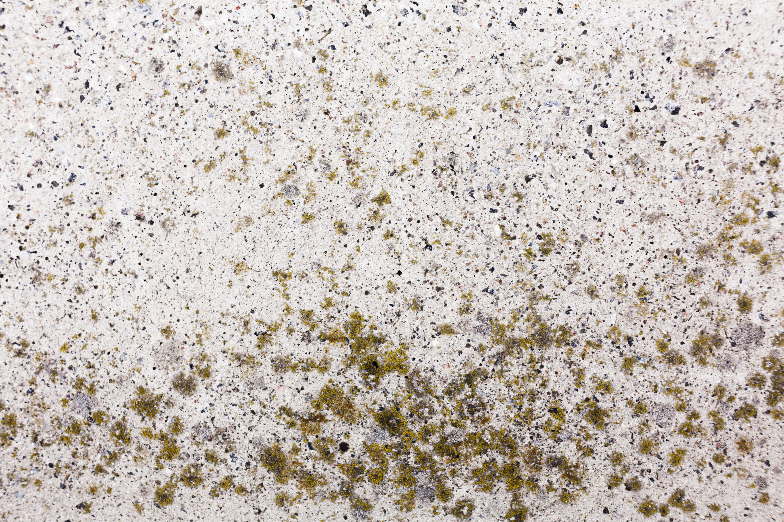 Mould spreading across an interior wall surface in a warm, poorly ventilated room