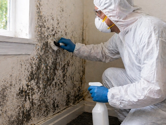 Mould Removal Services​