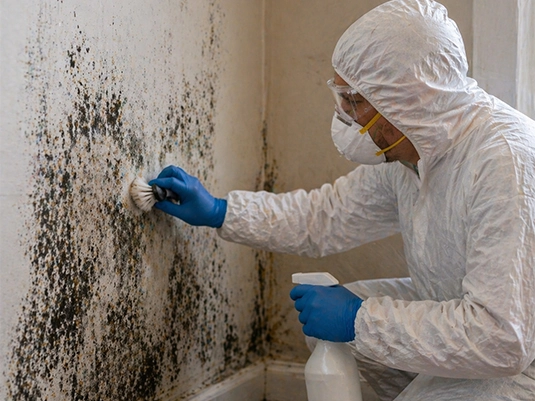 Mould Removal Services​