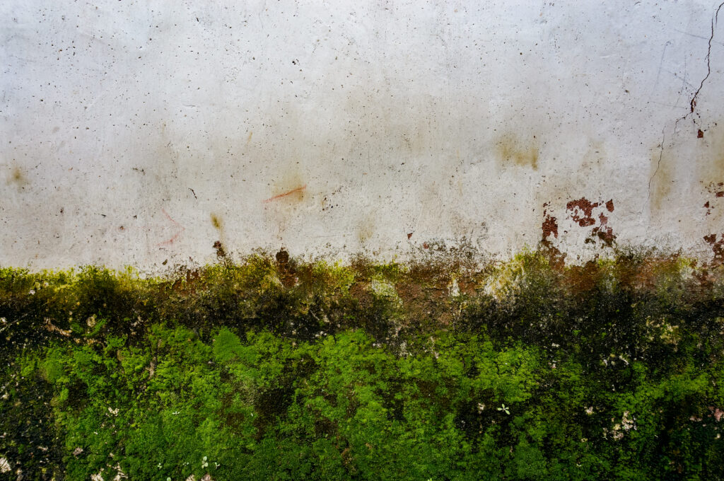 condensation mould keep coming back
