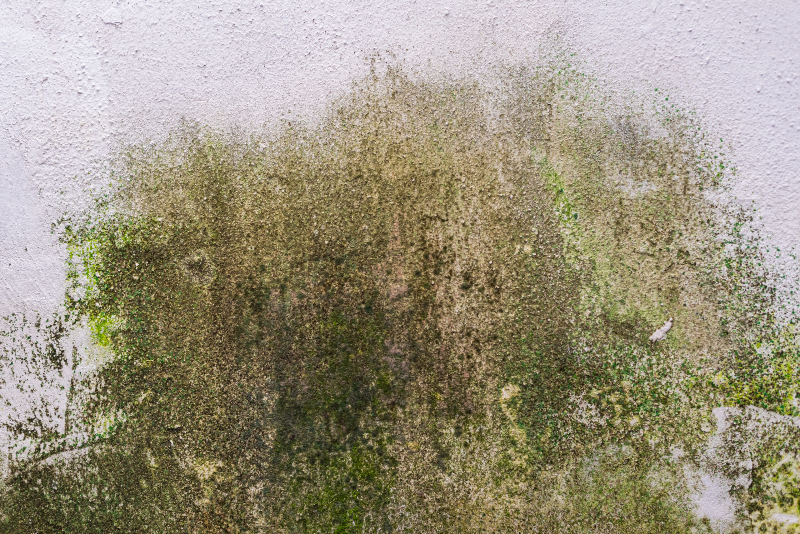 condensation mould keep coming back