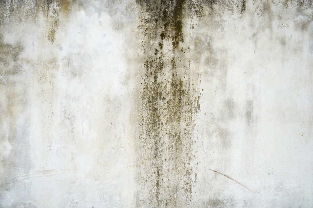 damp in house