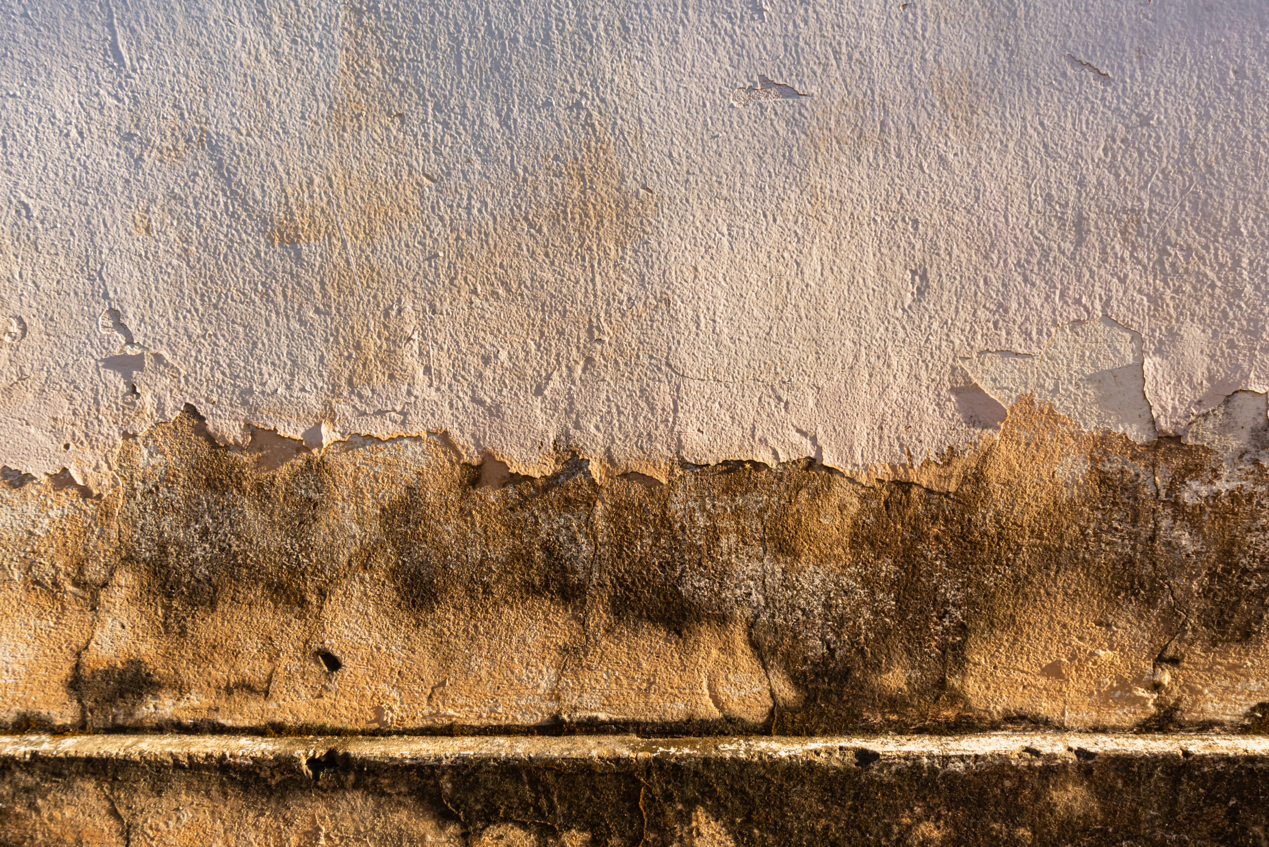 damp in house