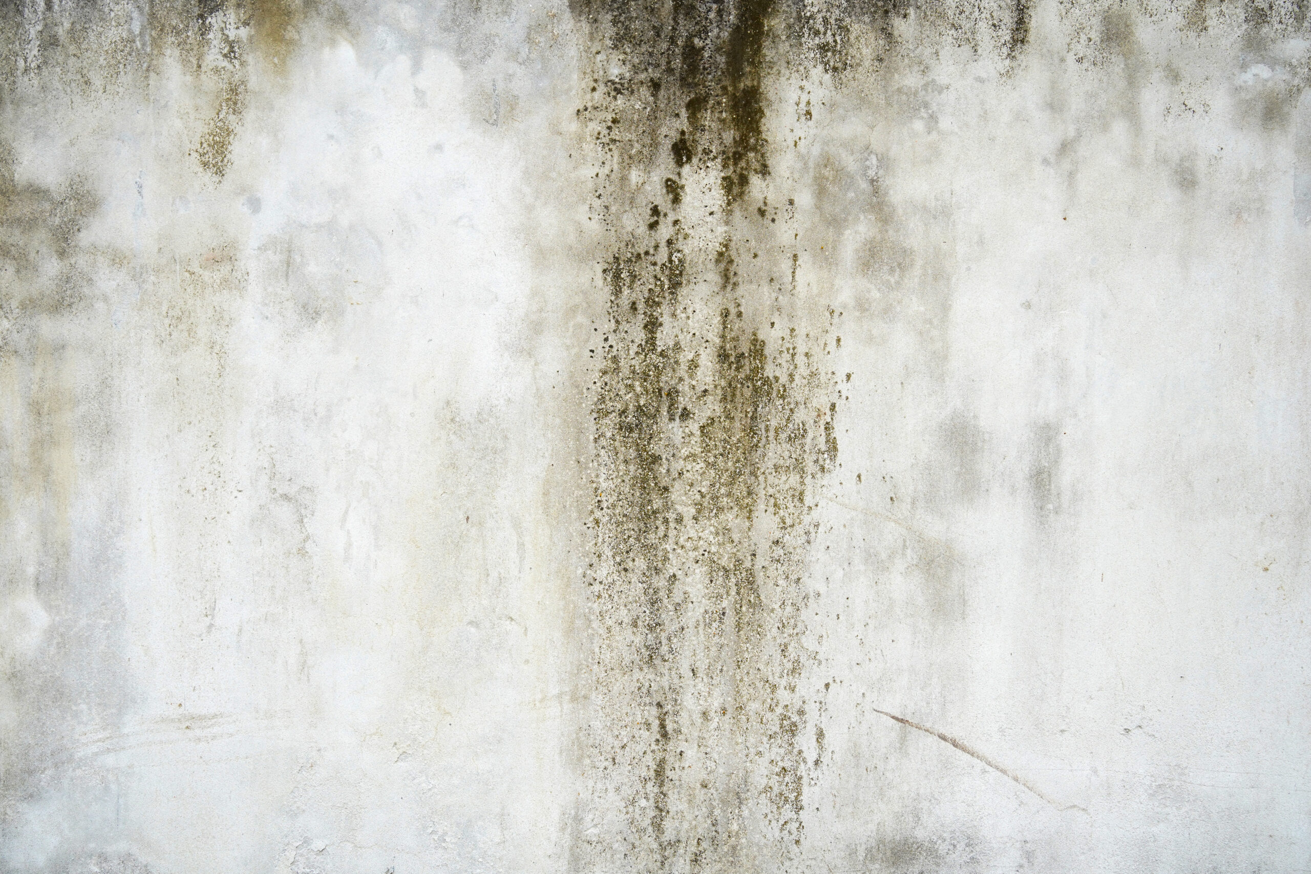 dehumidifier enough to stop mould