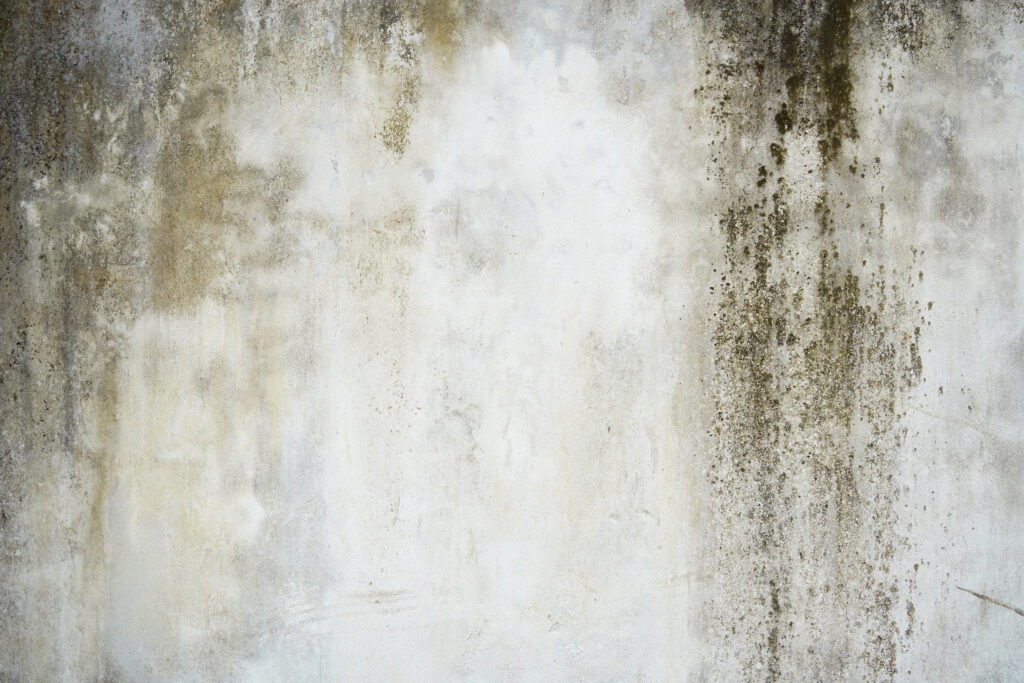 damp in a terraced house
