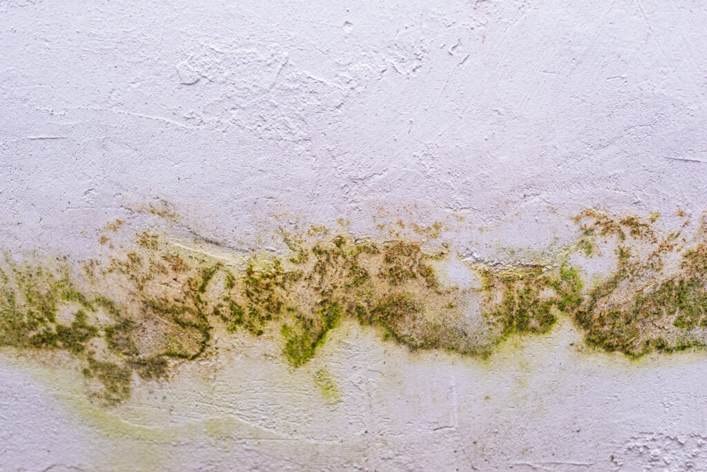 mould dehumidification